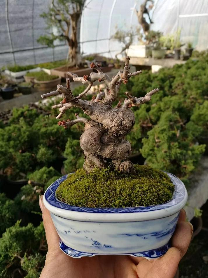 图解 家养盆景的抗衰老秘笈