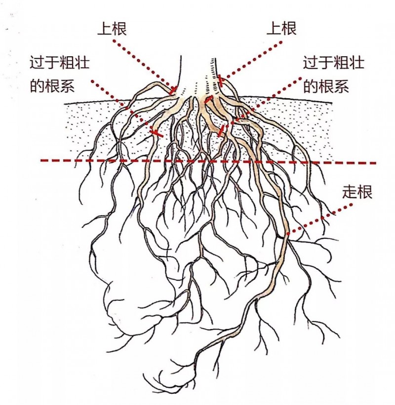 图解 家养盆景的抗衰老秘笈
