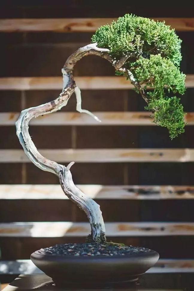 图解 家养盆景的抗衰老秘笈