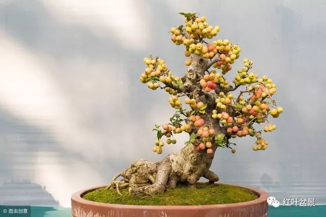 盆景蟠扎的5个养护要点
