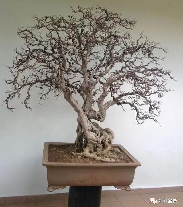 盆景金属丝蟠扎的各项要领与技巧