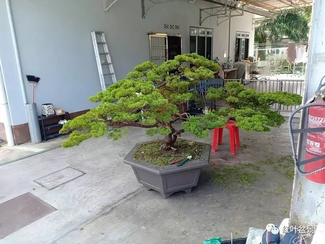 盆景金属丝蟠扎的各项要领与技巧