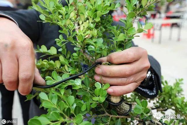 盆景金属丝蟠扎的各项要领与技巧