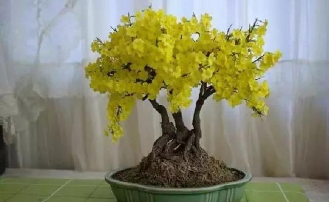 迎春盆景的选桩与挖掘与根部修剪