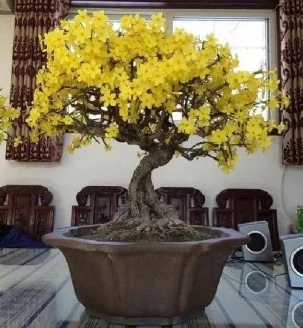 迎春盆景的选桩与挖掘与根部修剪