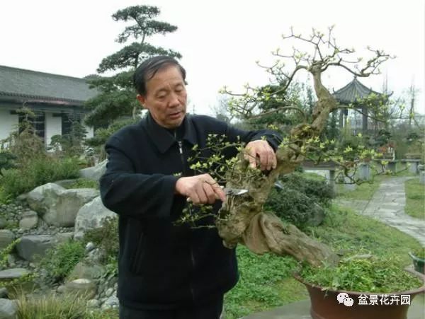 川派盆景大师的艺术人生 - 胡世勋