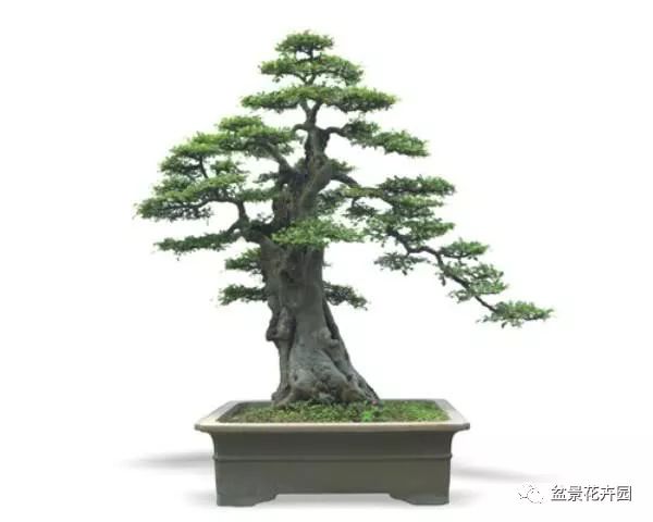 川派盆景大师的艺术人生 - 胡世勋