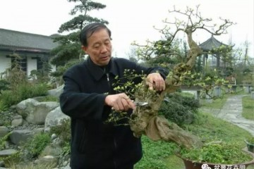 川派盆景大师的艺术人生 - 胡世勋