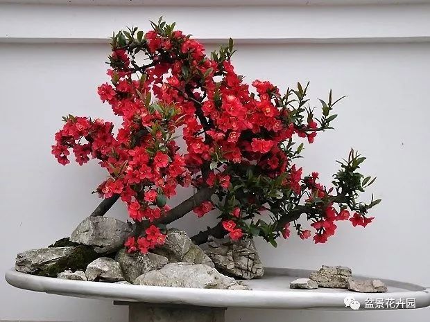 各种花卉盆景的养殖方法和生长条件