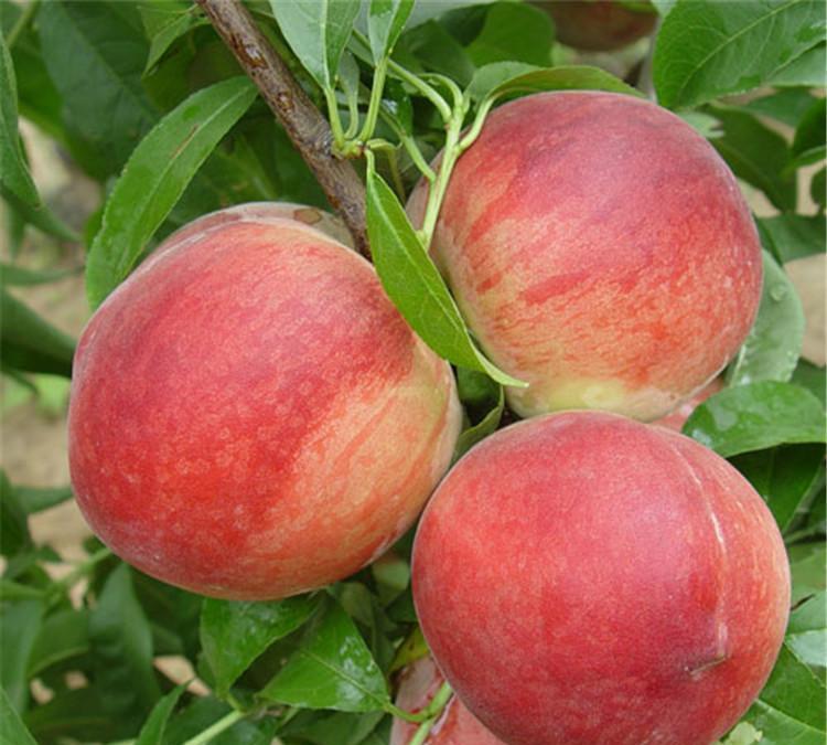 桃树盆景的土壤选择 有4点