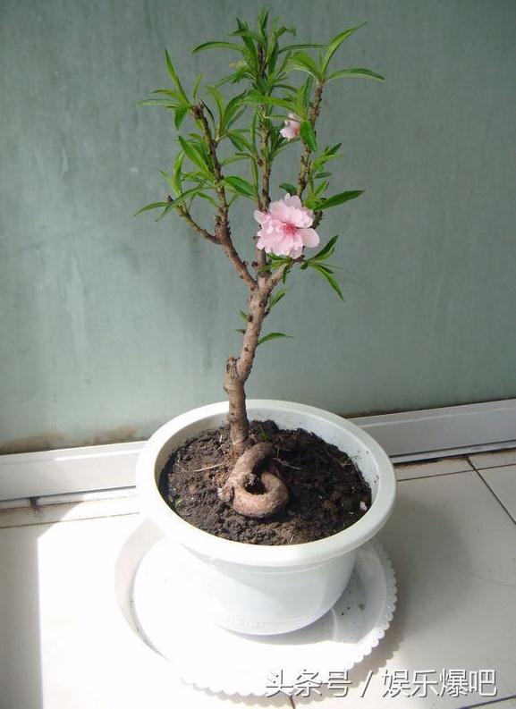 桃树盆景的土壤选择 有4点