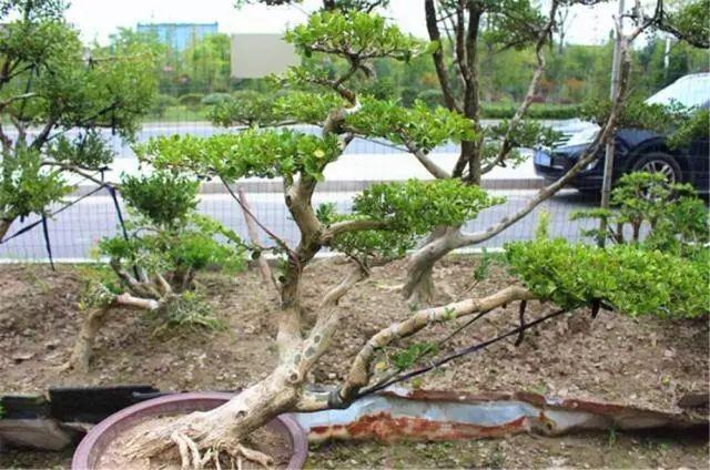 黄杨老桩盆景的制作方法 3个步骤完成