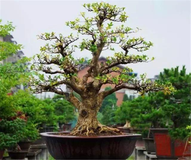 黄杨老桩盆景的制作方法 3个步骤完成