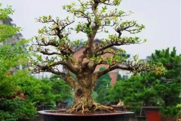 黄杨老桩盆景的制作方法 3个步骤完成