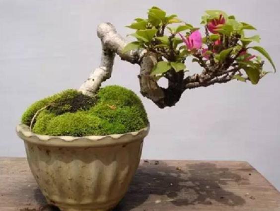 花木盆景养得不好看?肯定是这5点 没做好