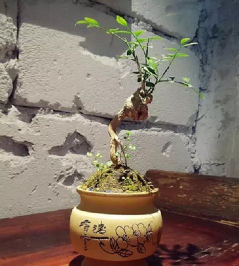 花木盆景养得不好看?肯定是这5点 没做好