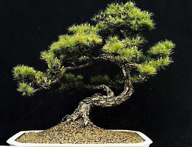 如何养护松树盆景 知道这5点就能枝繁叶茂