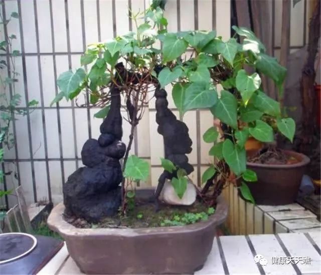 养护何首乌盆景的4个要点 你掌握没有?