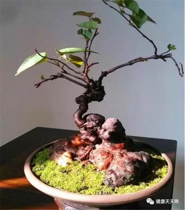 养护何首乌盆景的4个要点 你掌握没有?