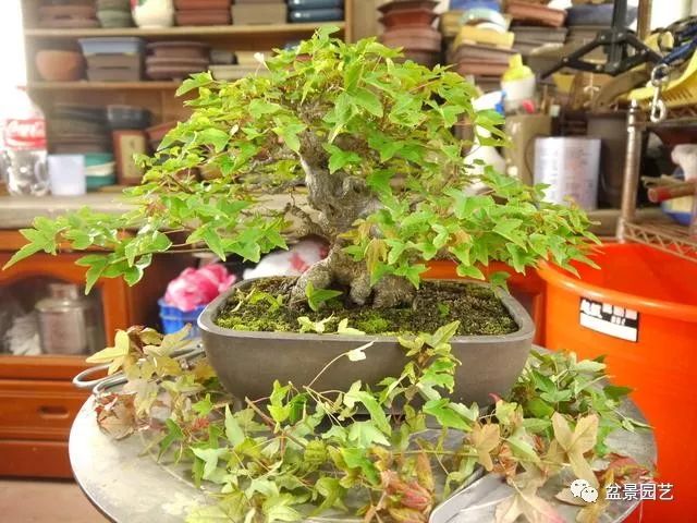 三角枫盆景截干蓄枝修剪造型