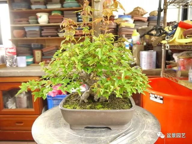 三角枫盆景截干蓄枝修剪造型