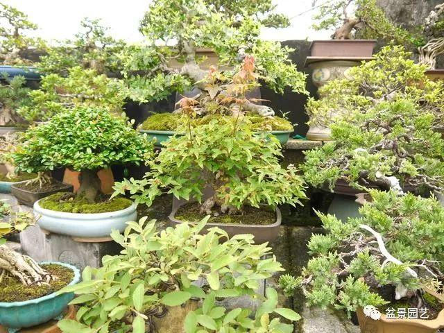 图解 三角枫盆景截干蓄枝修剪造型