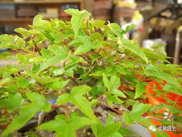 三角枫盆景截干蓄枝修剪造型