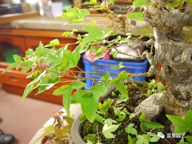 图解 三角枫盆景怎么截干蓄枝修剪造型