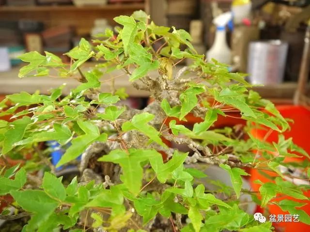 图解 三角枫盆景怎么截干蓄枝修剪造型