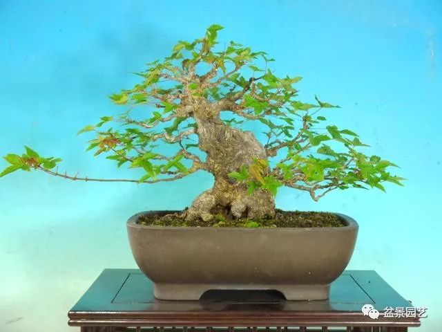 图解 三角枫盆景怎么截干蓄枝修剪造型