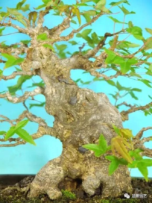 图解 三角枫盆景怎么截干蓄枝修剪造型