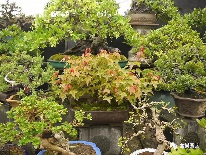图解 三角枫盆景怎么截干蓄枝修剪造型
