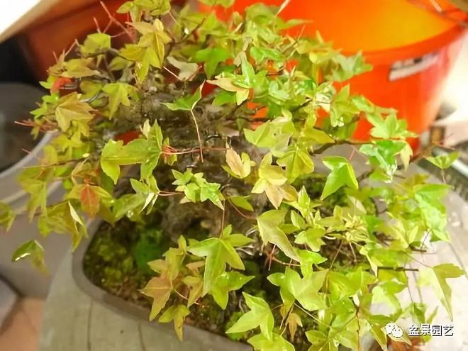 图解 三角枫盆景怎么截干蓄枝修剪造型