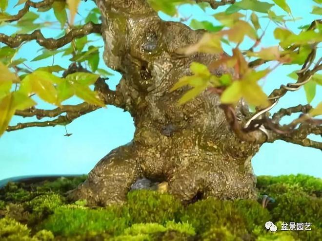 图解 三角枫盆景怎么截干蓄枝修剪造型