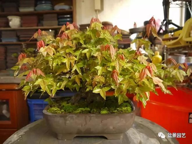 图解 三角枫盆景怎么截干蓄枝修剪造型