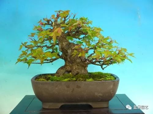 图解 三角枫盆景怎么截干蓄枝修剪造型