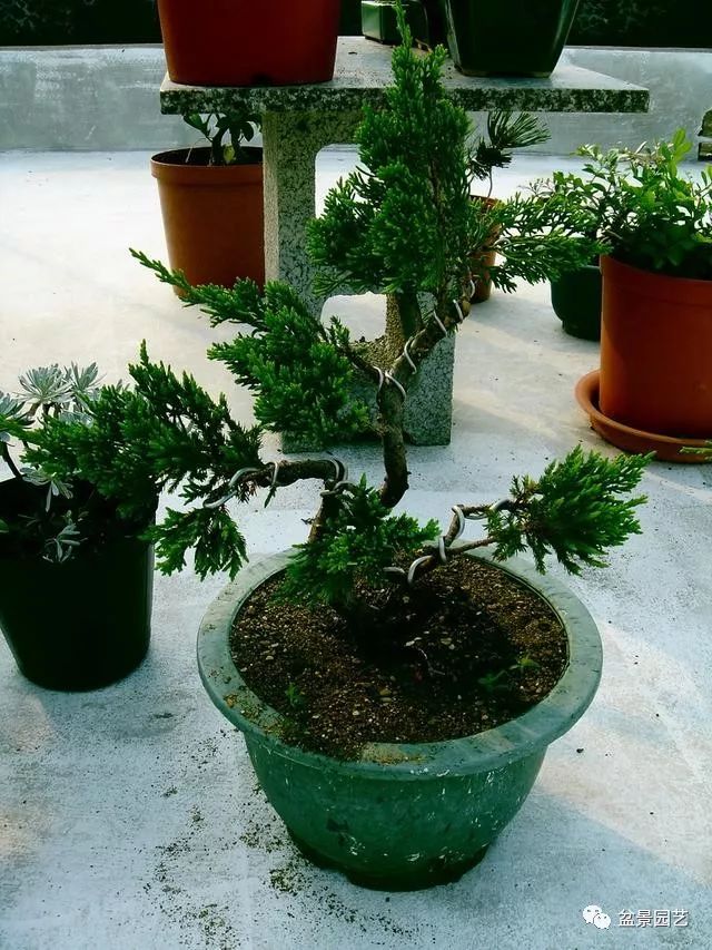 台湾真柏盆景的素材变盆景过程