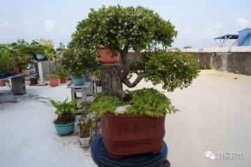 图解 台湾真柏盆景的素材变盆景过程