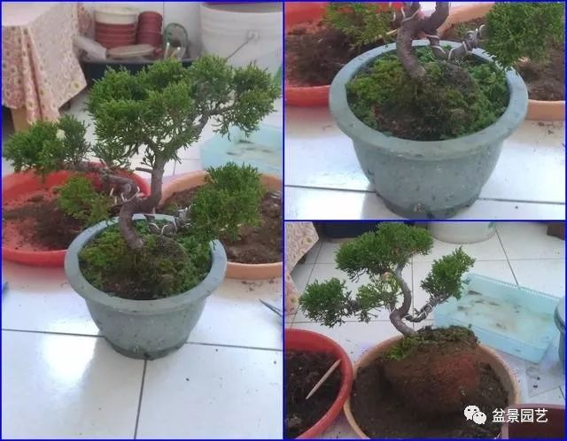 台湾真柏盆景的素材变盆景过程