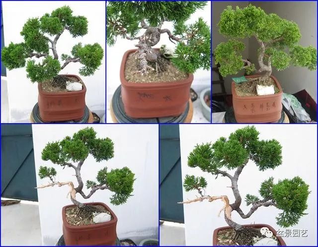 台湾真柏盆景的素材变盆景过程