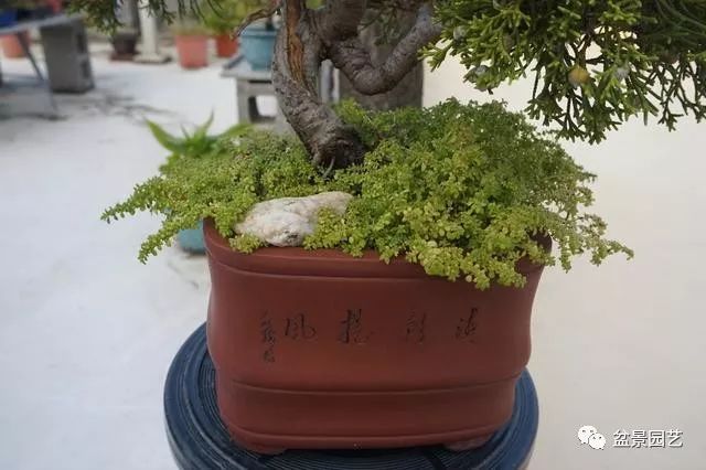 台湾真柏盆景的素材变盆景过程