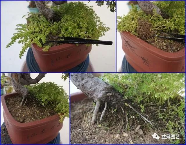 图解 台湾真柏盆景的素材变盆景过程