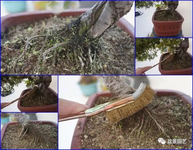 图解 台湾真柏盆景的素材变盆景过程