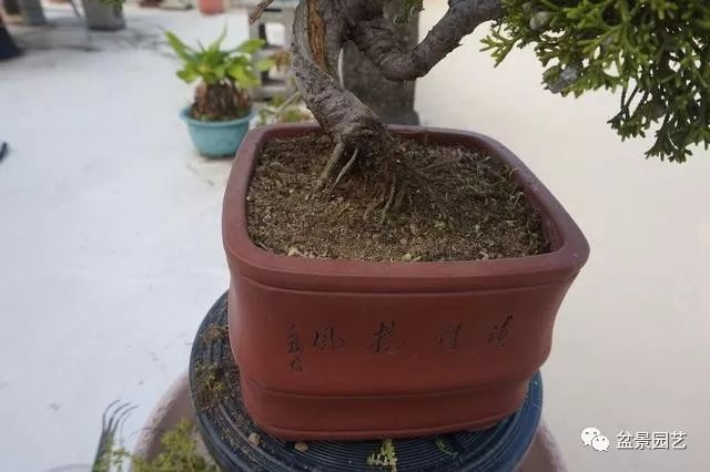 图解 台湾真柏盆景的素材变盆景过程