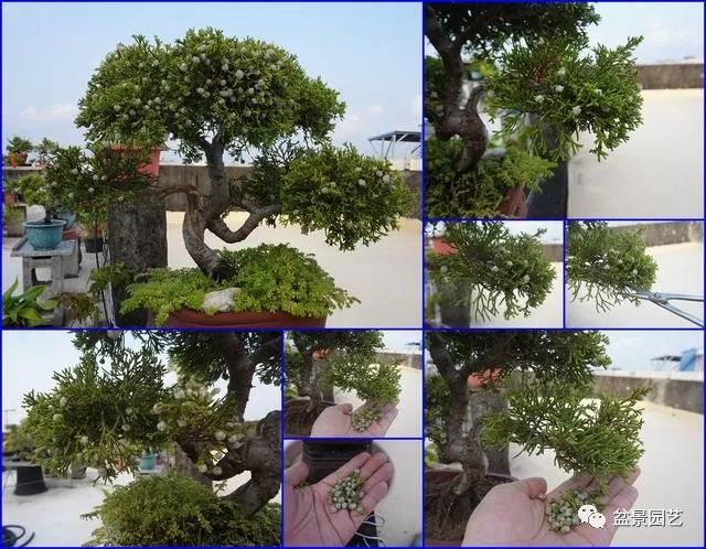 图解 台湾真柏盆景的素材变盆景过程