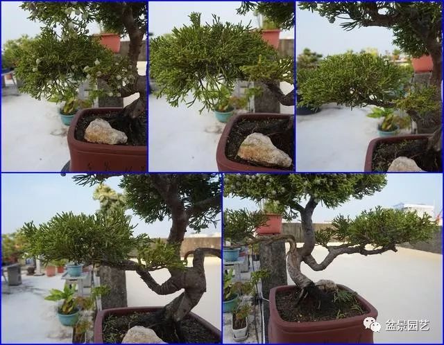 图解 台湾真柏盆景的素材变盆景过程