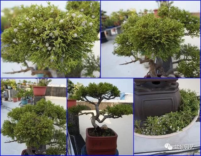 图解 台湾真柏盆景的素材变盆景过程