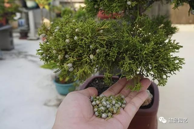 图解 台湾真柏盆景的素材变盆景过程