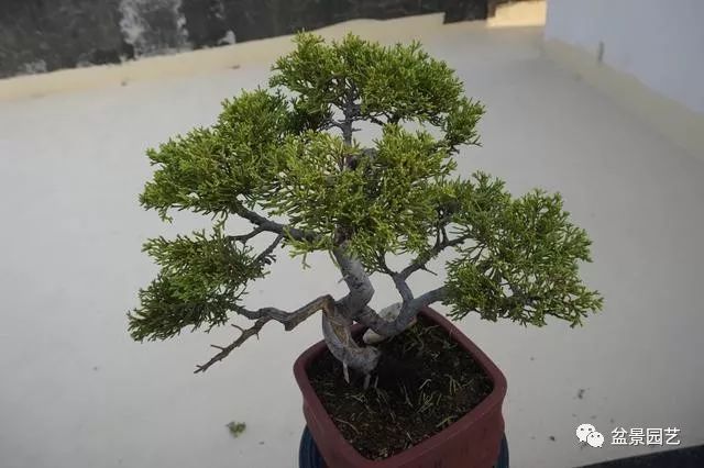 图解 台湾真柏盆景的素材变盆景过程