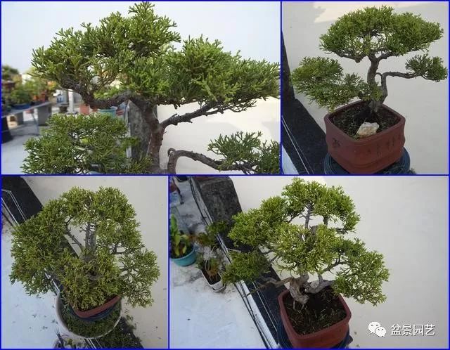 图解 台湾真柏盆景的素材变盆景过程